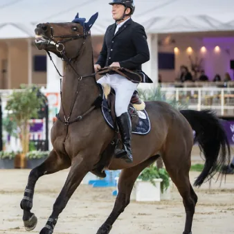 Rider on a bay horse in the show jumping arena